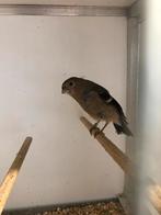 Jonge goudvink pop 2025, Dieren en Toebehoren, Vogels | Overige Vogels, Vrouwelijk, Wildzangvogel