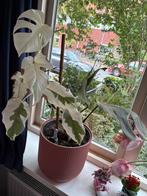 Monstera delisiosa varigata half moon / full moon, Ophalen of Verzenden, Overige soorten, Minder dan 100 cm