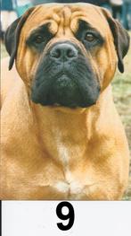 K537 ansichtkaart nr 9 : bullmastiff, Verzenden, 1980 tot heden, Gelopen, Hond of Kat