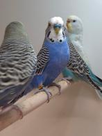 Grasparkieten, Dieren en Toebehoren, Vogels | Parkieten en Papegaaien, Meerdere dieren, Parkiet, Geringd