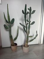 Twee Opuntia cactus planten, Overige soorten, Volle zon, Vaste plant, Ophalen of Verzenden