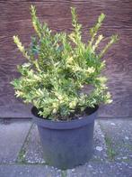 Buxus sempervirens 'Aurea-Pendula', Vaste plant, Lente, Overige soorten, Ophalen