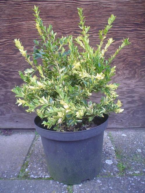 Buxus sempervirens 'Aurea-Pendula', Tuin en Terras, Planten | Tuinplanten, Vaste plant, Overige soorten, Lente, Ophalen