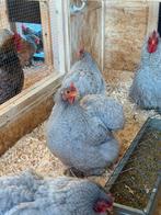 Broedeieren cochin kippen, Geslacht onbekend, Kip