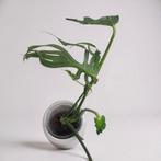 Rare Monstera Unniiae, Huis en Inrichting, Kamerplanten, Ophalen, Halfschaduw, Minder dan 100 cm