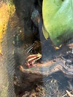 Leggend groepje Epipedobates anthonyi (tricolor), Amfibie, 0 tot 2 jaar