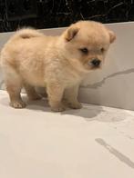 Unieke Frow Frow pups –Franse Bulldog x Chow Chow, Dieren en Toebehoren, Honden | Poolhonden, Keeshonden en Oertypen, Overige rassen