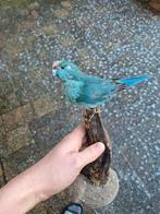 Opgezette Kakariki blauw, Ophalen of Verzenden, Nieuw, Vogel, Opgezet dier