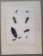 Gravure taxonomie torren J.E. Voet C.F.C. Kleemann 1805, Ophalen of Verzenden