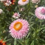 Strobloem 'silvery rose' - 75 zaden | helichrysum bracteatum, Ophalen of Verzenden, Gehele jaar, Volle zon, Zaad