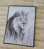 Groot canvas doek leeuw in zwarte lijst, Ophalen of Verzenden, Zo goed als nieuw