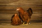 New-Hampshire kippen groot | Rustige, vriendelijke legkip