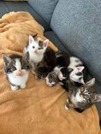 Lieve kittens, Meerdere dieren, Kortharig, 0 tot 2 jaar
