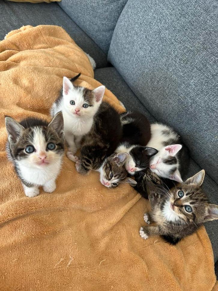 Lieve kittens, Dieren en Toebehoren, Katten en Kittens | Overige Katten, Kortharig, Meerdere dieren, 0 tot 2 jaar