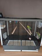 Grasparkieten inclusief kooi, Dieren en Toebehoren, Vogels | Parkieten en Papegaaien, Meerdere dieren, Parkiet