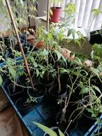 Money makers tomaten planten grote trostomaten geeft die., Ophalen, Overige soorten, Minder dan 100 cm
