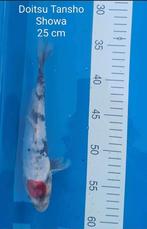 Meerdere Japanse koi's 1  jarige, Karper of Koi