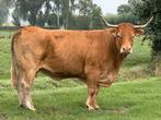 Limosine zoogstel ( vaarskalf ) te koop, Dieren en Toebehoren, Runderen, Vrouwelijk
