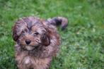 Maltipoo pups, Dieren en Toebehoren, Honden | Niet-rashonden, Rabiës (hondsdolheid), 15 weken tot 1 jaar, Buitenland, Meerdere
