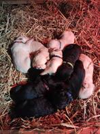 Hele mooie puppies kruising Golden retriever x Labrador, Dieren en Toebehoren, Honden | Retrievers, Spaniëls en Waterhonden, Golden retriever
