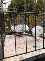 Prachtige pakistaanse duiven, Dieren en Toebehoren, Meerdere dieren, Overige soorten