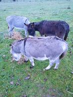 Mini ezel trio ( hengst + 2 drachtige merrietjes van hem ), Dieren en Toebehoren, Maart, Meerdere dieren