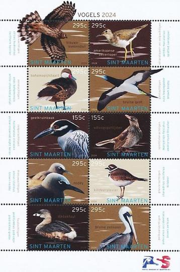 SINT MAARTEN 11 -  Dieren: vogels beschikbaar voor biedingen
