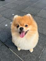 Dekreu mooie Pomeriaan/dwergkeeshond (NIET TE KOOP), Dieren en Toebehoren, Honden | Poolhonden, Keeshonden en Oertypen, Keeshond