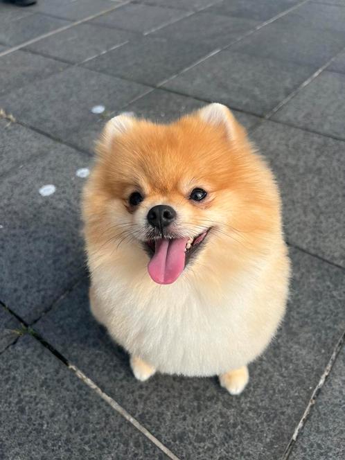 Dekreu mooie Pomeriaan/dwergkeeshond (NIET TE KOOP), Dieren en Toebehoren, Honden | Poolhonden, Keeshonden en Oertypen, Reu, Keeshond