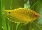 Goud gourami gratis af te halen, Dieren en Toebehoren, Vissen | Aquariumvissen, Vis, Zoetwatervis