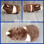 Cavia us-teddy beer, Dieren en Toebehoren, Knaagdieren, Oktober, Mannelijk, Cavia