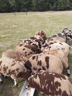 26 bonte lammeren en schapen, Dieren en Toebehoren, Meerdere dieren, Schaap, 0 tot 2 jaar