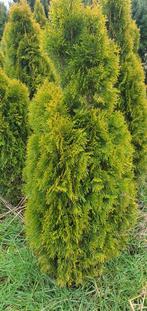 Diversen maten bomen heesters coniferen etc tekoop aangebode, Ophalen, Conifeer, 100 tot 250 cm