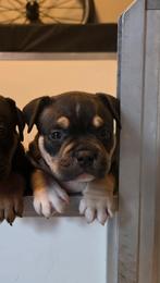 Laatste American bully pocket pup stamboom, Dieren en Toebehoren, Honden | Bulldogs, Pinschers en Molossers, 8 tot 15 weken, Meerdere