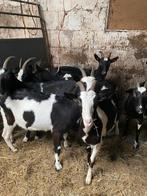 Mooie bonte geiten van vorig jaar .ideaal om bij de bok te d, Dieren en Toebehoren, Schapen, Geiten en Varkens, Mannelijk, Geit