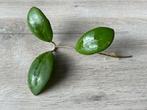Hoya Nathalie MB-1268, Bloeiende kamerplant, Ophalen of Verzenden, Halfschaduw, Minder dan 100 cm