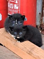 Kitten zwart- zwart/wit, Dieren en Toebehoren, Katten en Kittens | Overige Katten, Poes, Kortharig, 0 tot 2 jaar