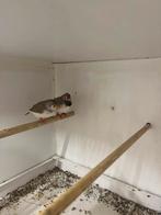 Koppel zebravinken broedrijp, Dieren en Toebehoren, Vogels | Overige Vogels, Meerdere dieren