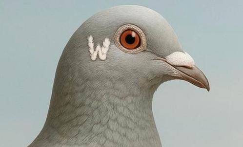 Gezocht mijn lieve postduif 2025, Dieren en Toebehoren, Vogels | Duiven, Postduif, Vrouwelijk