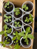 Tulsi plantjes, Ophalen, Volle zon, Vaste plant, Bloeit niet