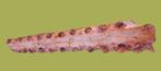 fossiele kaak gaviaal Dyrosaurus, Eoceen, Marokko, Khouribga, Verzamelen, Mineralen en Fossielen, Ophalen, Fossiel