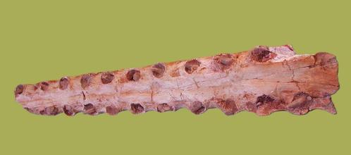 fossiele kaak gaviaal Dyrosaurus, Eoceen, Marokko, Khouribga, Verzamelen, Mineralen en Fossielen, Fossiel, Ophalen