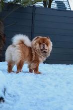 Chocolate sable chow chow DEKREU, Fokker | Hobbymatig, Reu, 1 tot 2 jaar, Buitenland