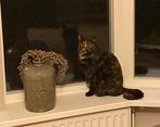 Lief (t)huis gezocht voor poes, Dieren en Toebehoren, Katten en Kittens | Raskatten | Korthaar, Poes, Gechipt, 0 tot 2 jaar