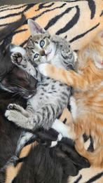 Fijne thuis gezocht voor deze lieve kittens!, Dieren en Toebehoren, Katten en Kittens | Overige Katten