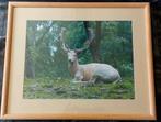 Damhert (foto) ... in Barth wissellijst van 40x50 cm..., Antiek en Kunst, Kunst | Schilderijen | Klassiek, Ophalen of Verzenden