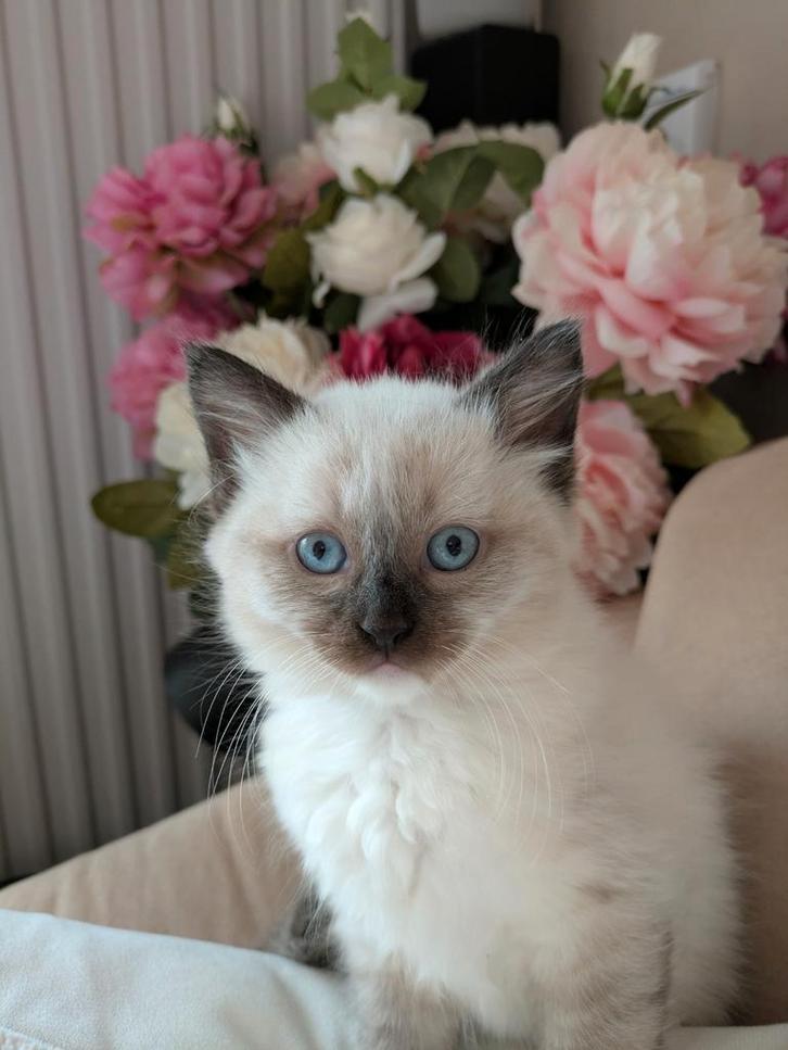 ragdoll brit kruising, Dieren en Toebehoren, Katten en Kittens | Raskatten | Langhaar, Meerdere dieren, 0 tot 2 jaar, Ontwormd