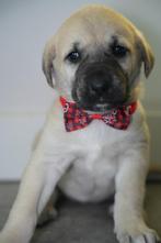 Te koop pups van Anatolische herder (Kangal), 8 tot 15 weken, Meerdere, Meerdere dieren, Herder