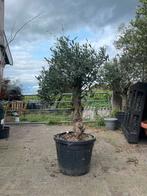 Tekoop olijfboom, Olea europea., Ophalen of Verzenden, 100 tot 250 cm, Olijfboom, Zomer