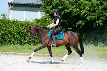 Mega chique en super brave allround E pony!!  beschikbaar voor biedingen